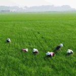 rice-paddies-75590_1280