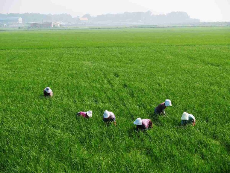 rice-paddies-75590_1280